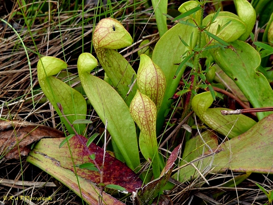 {Sarracenia psittacina}